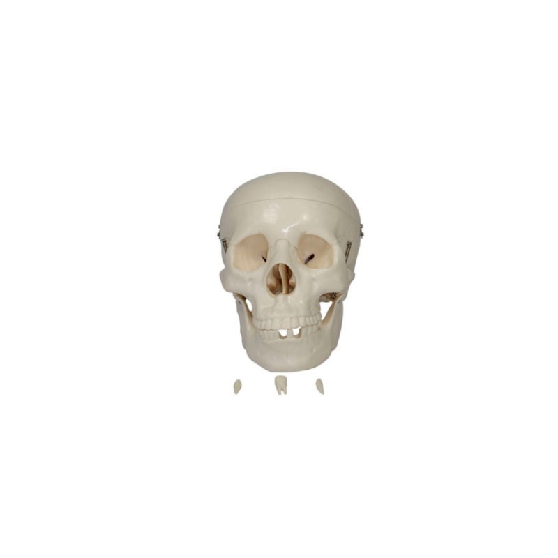 MODELO CRANEO DE TAMAÑO NATURAL MEXS-104