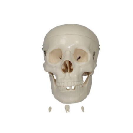 MODELO CRANEO DE TAMAÑO NATURAL MEXS-104