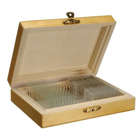 MICROP BIOLOGIA ESTRUCTURA CELULA VEGETAL K4886 (10 UNI)