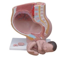 MODELO ANATOMICO PELVIS FEMENINA 4 PARTES