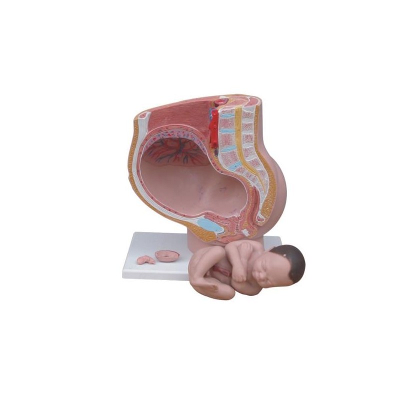 MODELO ANATOMICO PELVIS FEMENINA 4 PARTES
