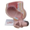 MODELO ANATOMICO PELVIS FEMENINA 4 PARTES