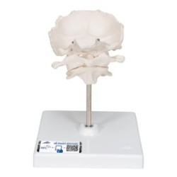 MODELO ATLAS, AXIS Y HUESO OCCIPITAL  A71