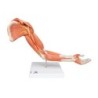 MODELO BRAZO MUSCULAR 6 PARTES M11