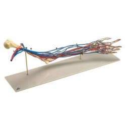MODELO BRAZO VASCULAR W19019