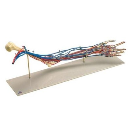 MODELO BRAZO VASCULAR W19019