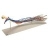 MODELO BRAZO VASCULAR W19019