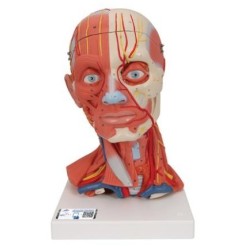 MODELO CABEZA Y CUELLO MUSCULAR C05