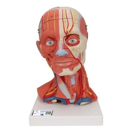 MODELO CABEZA Y CUELLO MUSCULAR C05
