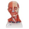 MODELO CABEZA Y CUELLO MUSCULAR C05