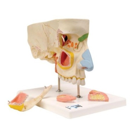 MODELO CAVIDAD NASAL E20