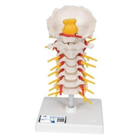 MODELO COLUMNA CERVICAL A72