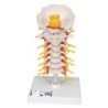 MODELO COLUMNA CERVICAL A72