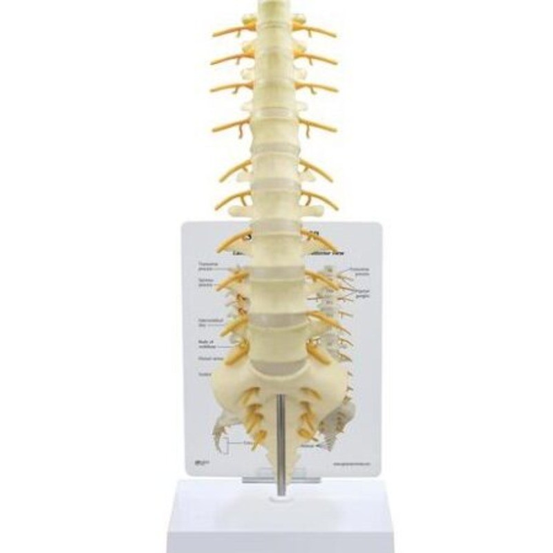 MODELO COLUMNA LUMBAR CON INERVACIÓN T8
