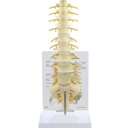 MODELO COLUMNA LUMBAR CON INERVACIÓN T8