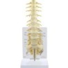 MODELO COLUMNA LUMBAR CON INERVACIÓN T8