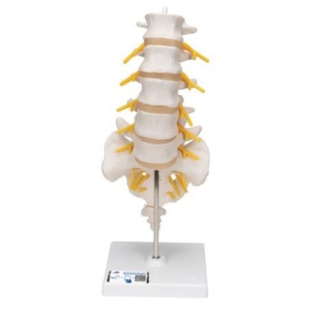 MODELO COLUMNA LUMBAR CON SACRO Y CÓXIS A74