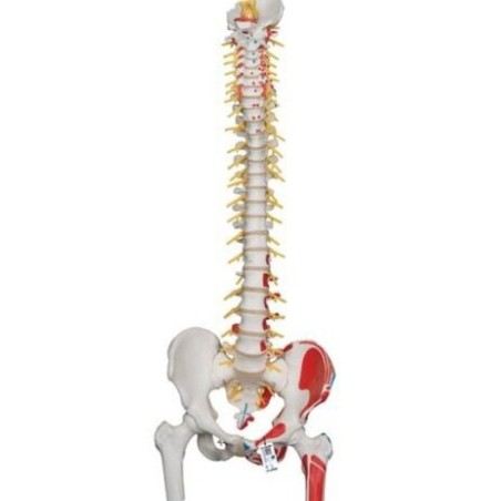 MODELO COLUMNA VERTEBRAL CON CABEZA FEMORAL E INSERCIONES MUSCULARES A58/7