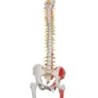 MODELO COLUMNA VERTEBRAL CON CABEZA FEMORAL E INSERCIONES MUSCULARES A58/7