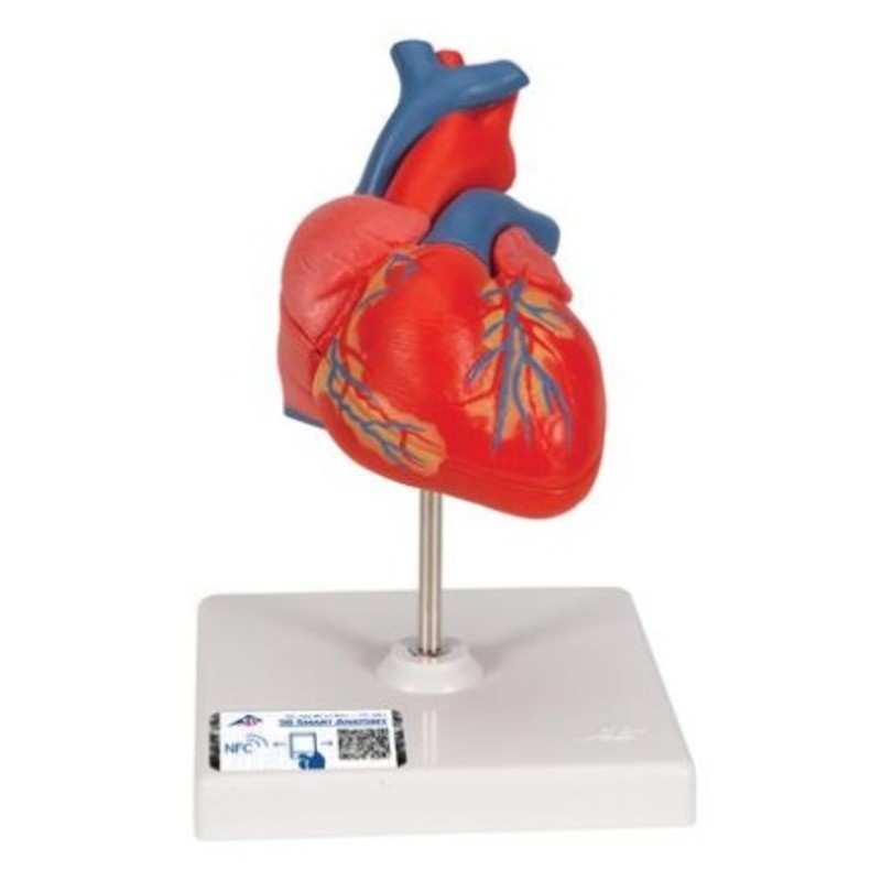 MODELO CORAZÓN DOS PARTES G08