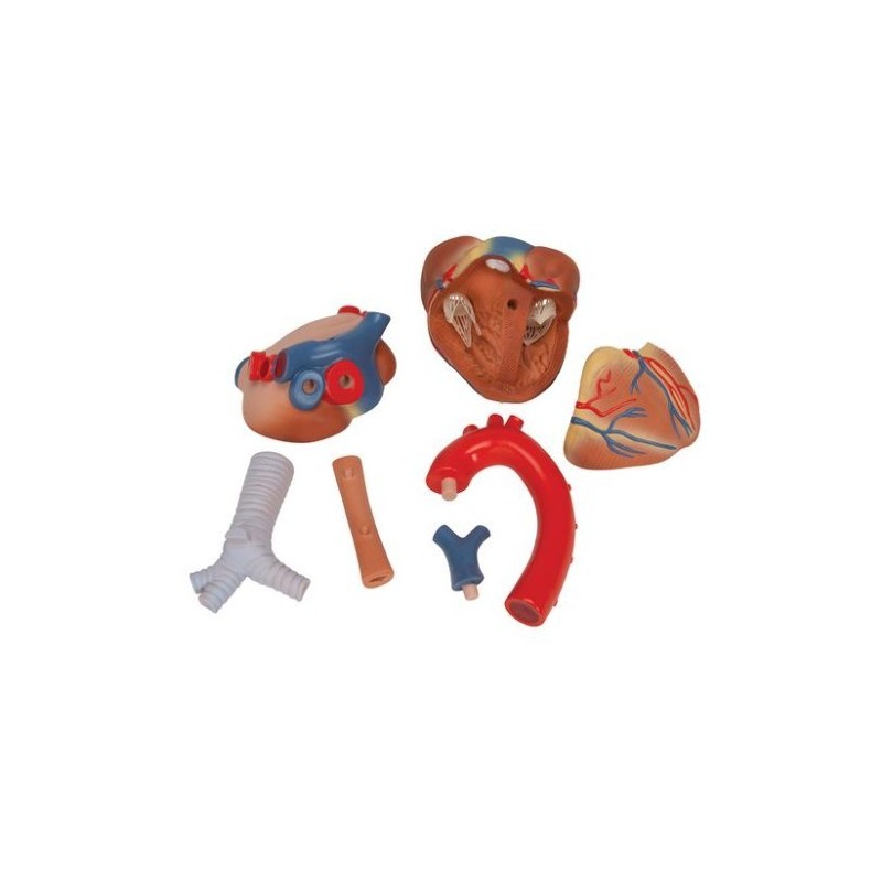 MODELO CORAZÓN SIETE PARTES VD253