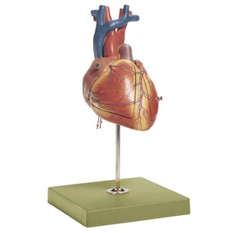 MODELO CORAZÓN FETAL SOM-HS-24