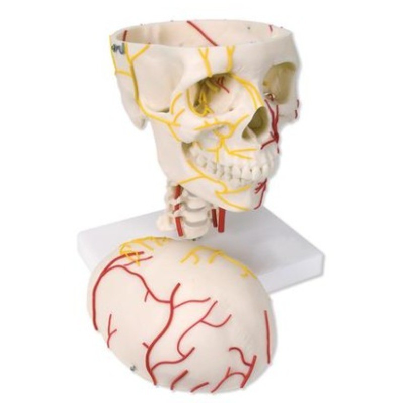 MODELO CRÁNEO NEUROVASCULAR W19018
