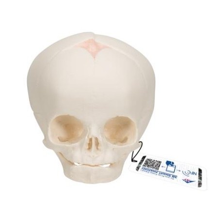 MODELO CRÁNEO RECIÉN NACIDO A25