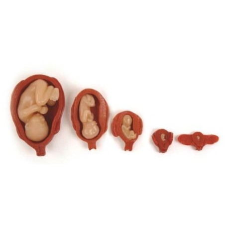 MODELO DESARROLLO FETAL W99999-509