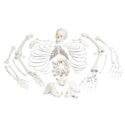 MODELO ESQUELETO DESARTICULADO COMPLETO A05/2