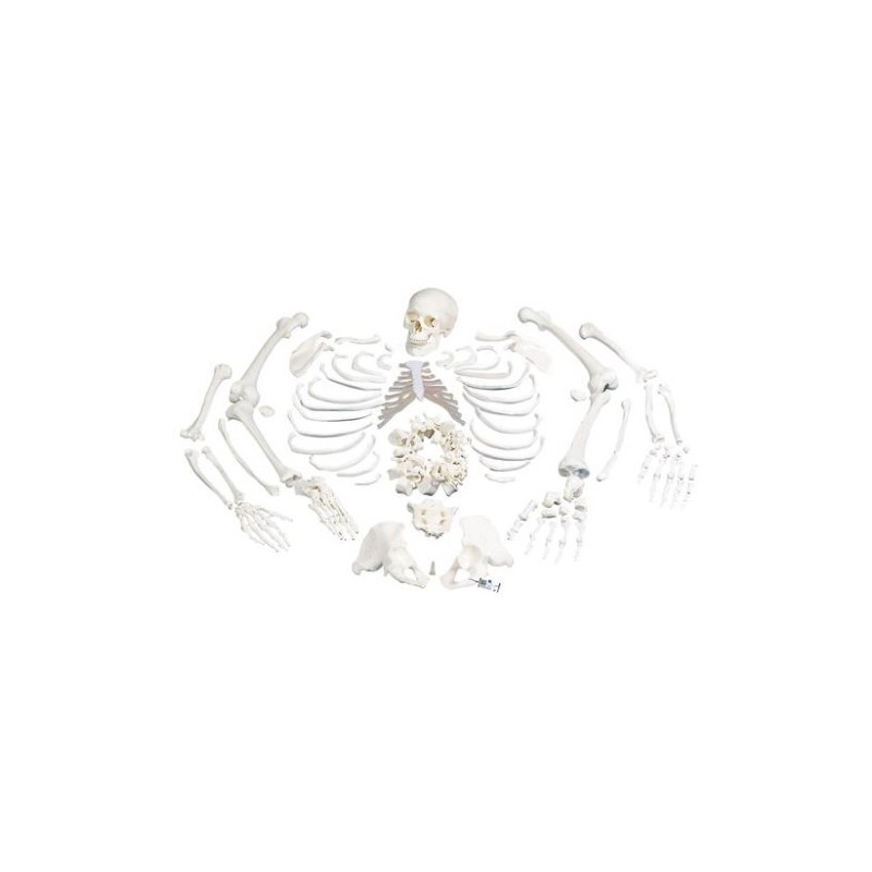 MODELO ESQUELETO DESARTICULADO COMPLETO A05/2