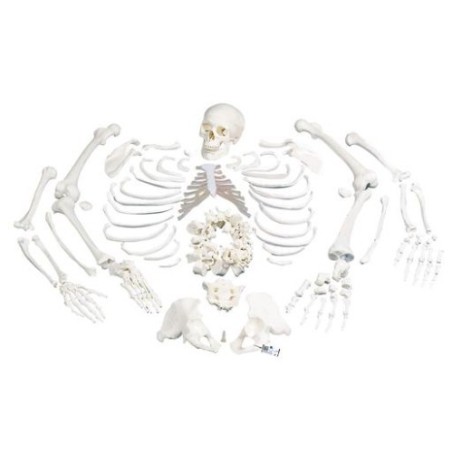MODELO ESQUELETO DESARTICULADO COMPLETO A05/2
