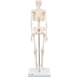 MODELO ESQUELETO HUMANO 80 CM A18