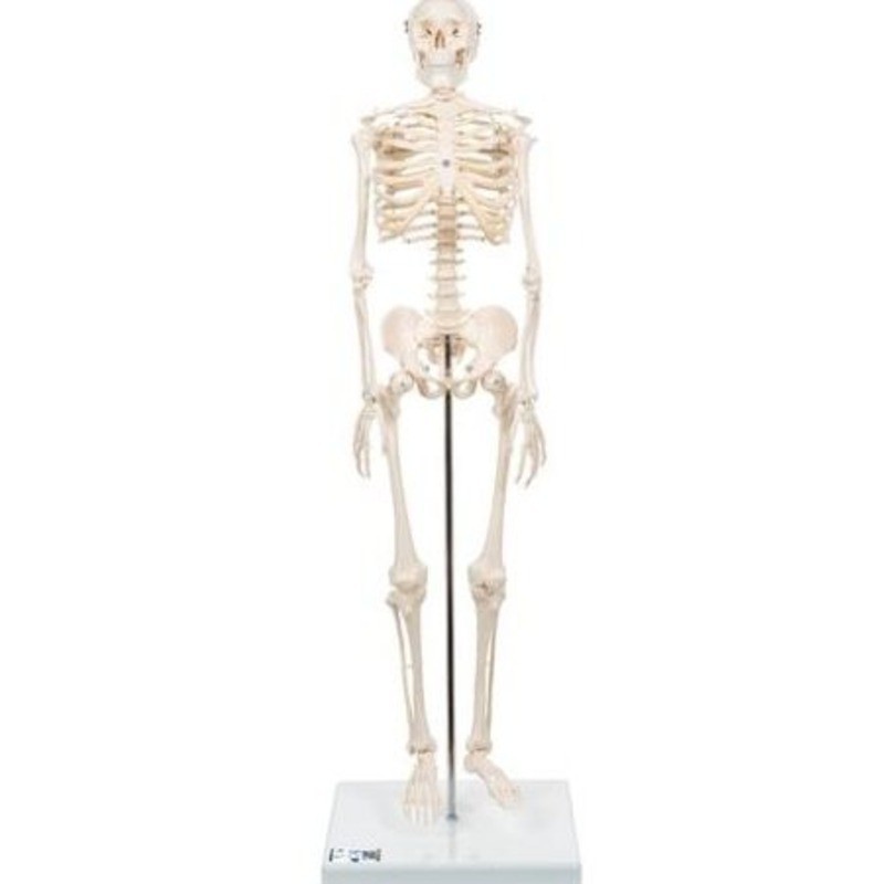 MODELO ESQUELETO HUMANO 80 CM A18