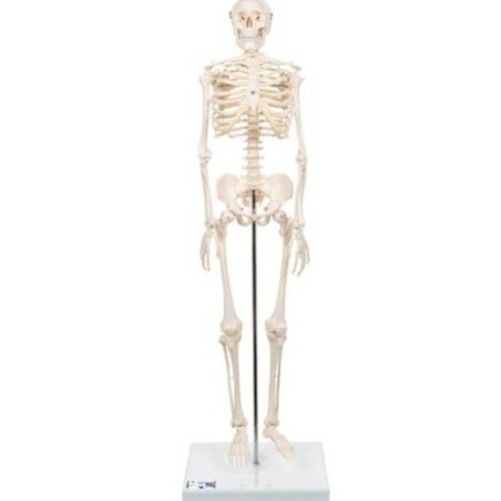 MODELO ESQUELETO HUMANO 80 CM A18