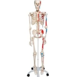 MODELO ESQUELETO MUSCULAR  HUMANO A11