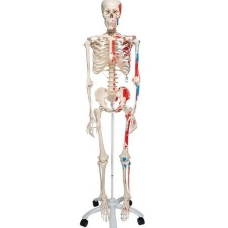 MODELO ESQUELETO MUSCULAR  HUMANO A11