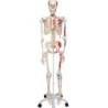 MODELO ESQUELETO MUSCULAR  HUMANO A11
