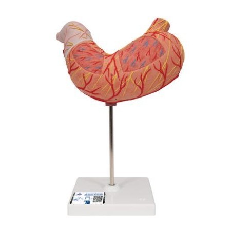 MODELO ESTÓMAGO TAMAÑO REAL (2 PARTES) K15