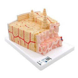 MODELO ESTRUCTURA DE HUESO A GRAN ESCALA A-79