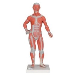 MODELO FIGURAS MUSCULARES CON PARTES EXTRAÍBLES 80 CM -B59