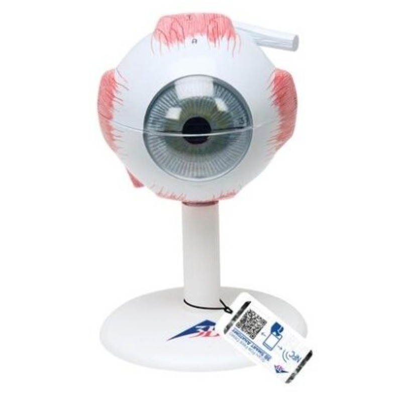 MODELO GLOBO OCULAR (3X SU TAMAÑO) F15