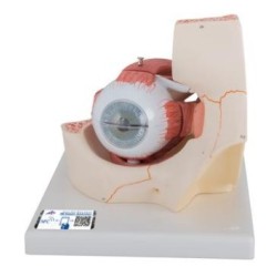 MODELO GLOBO OCULAR Y ÓRBITA (4 PARTES) F13