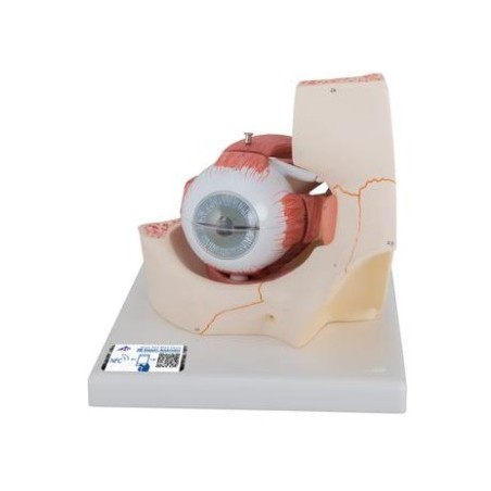 MODELO GLOBO OCULAR Y ÓRBITA (4 PARTES) F13