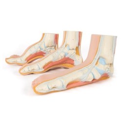 MODELO MAQUETA DE PIE ANATÓMICO (NORMAL, VALGO, VARO) 8000840