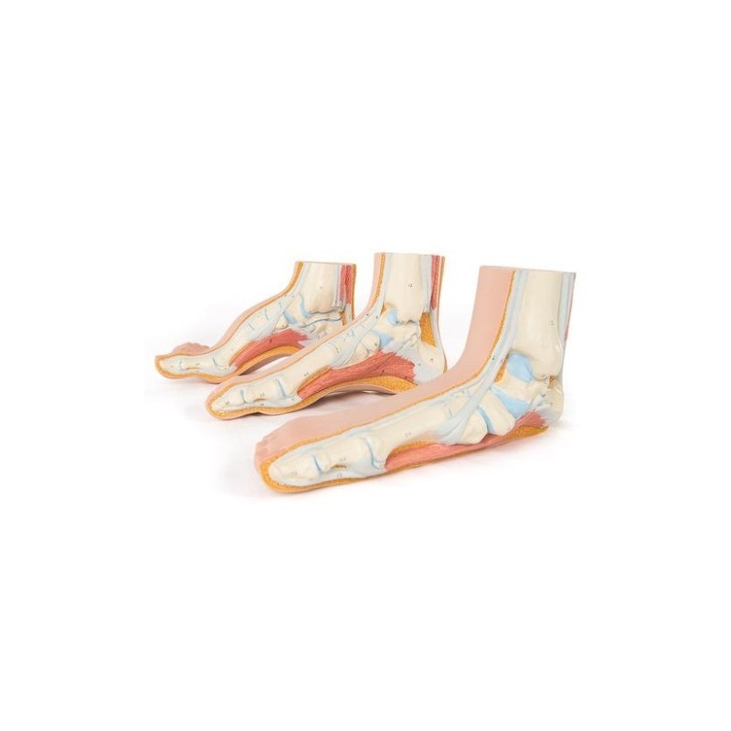 MODELO MAQUETA DE PIE ANATÓMICO (NORMAL, VALGO, VARO) 8000840