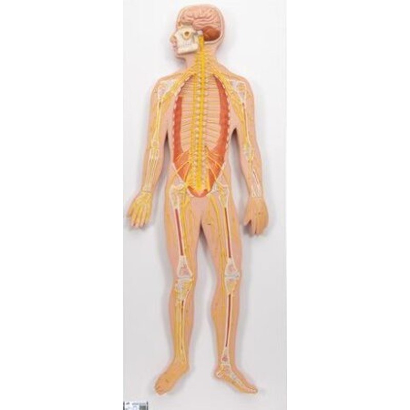 MODELO MAQUETA DEL SISTEMA NERVIOSO C30