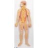 MODELO MAQUETA DEL SISTEMA NERVIOSO C30