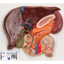 MODELO MICRO ANATOMÍA DEL HÍGADO VE315
