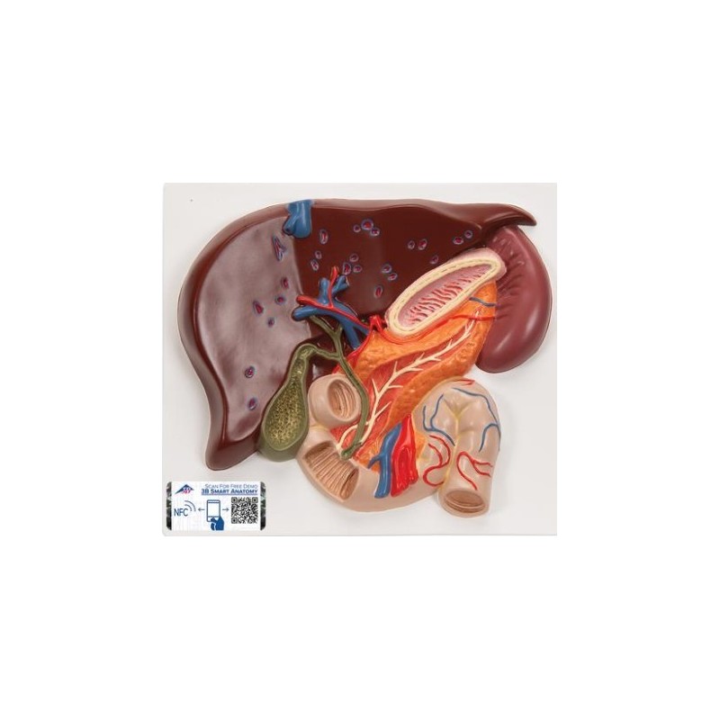 MODELO MICRO ANATOMÍA DEL HÍGADO VE315